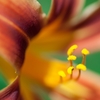 Hemerocallis