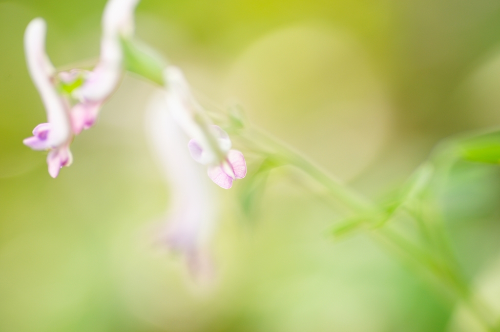 Spring ephemeral 7