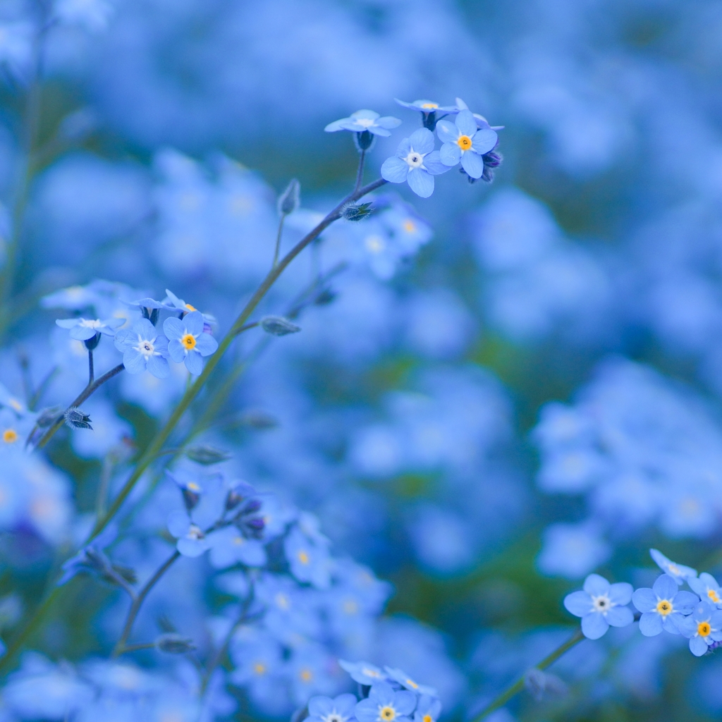 Myosotis