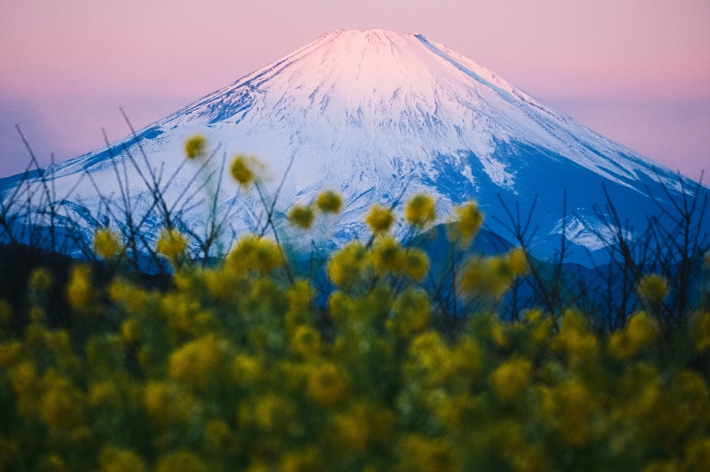 吾妻山公園