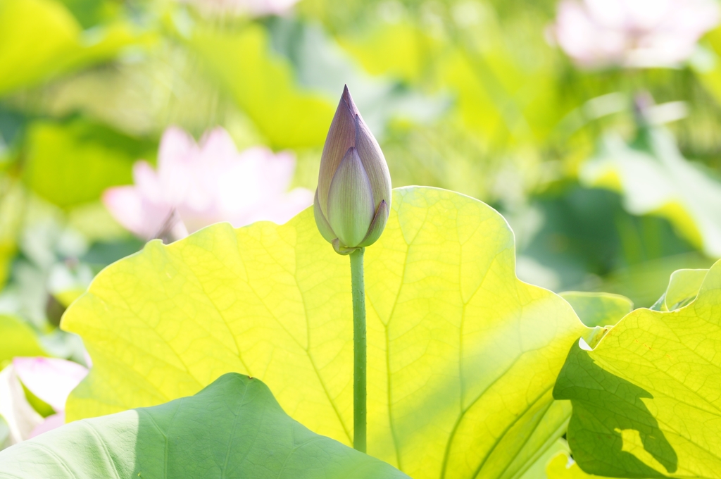 蕾荷葉