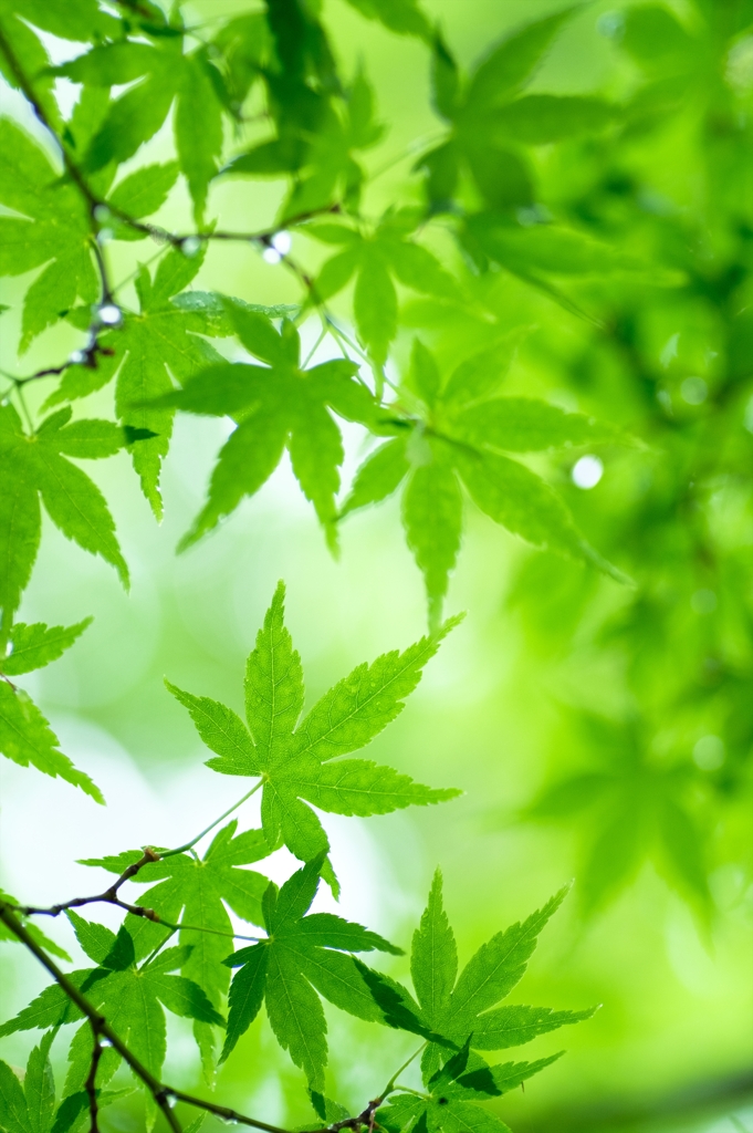 Acer