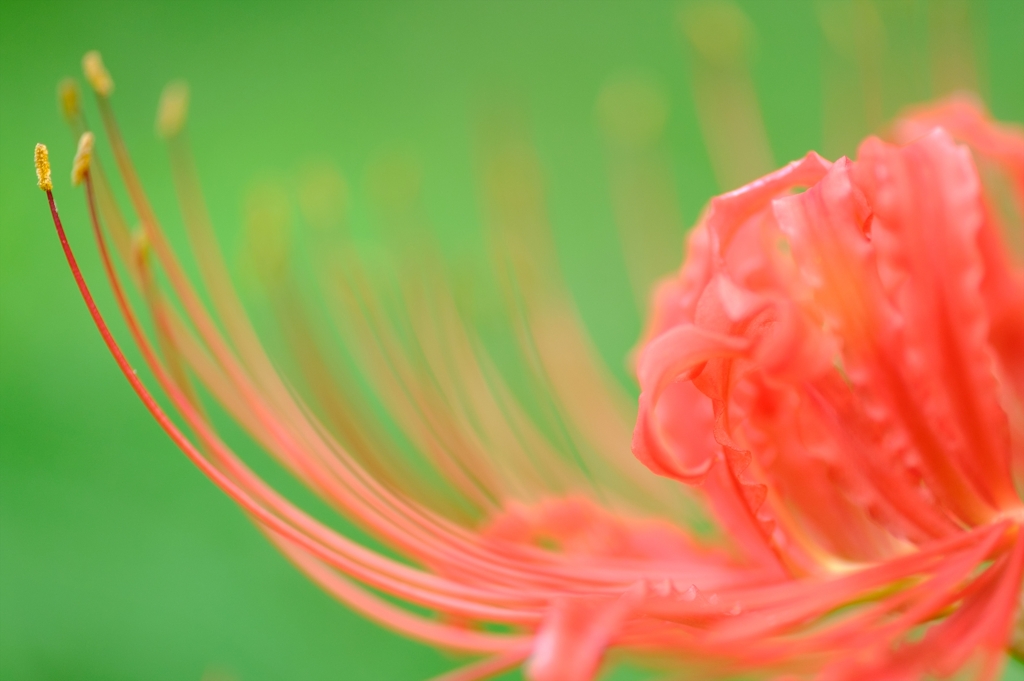 radiata
