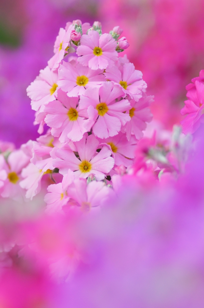 Primula