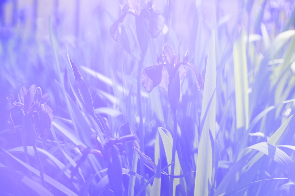 夏はじめ