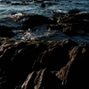森戸海岸