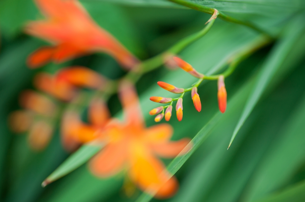 Crocosmia