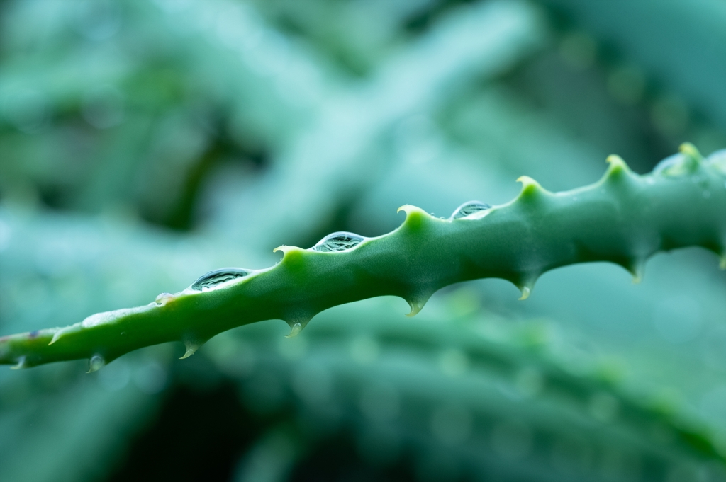 Aloe