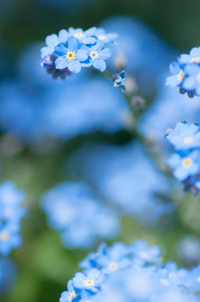 Myosotis