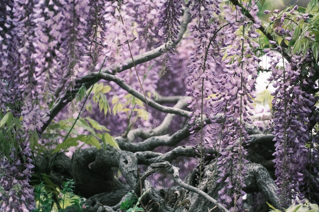 Wisteria