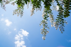 Lagerstroemia