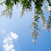 Lagerstroemia