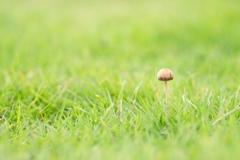 梅雨茸
