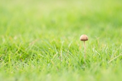 梅雨茸