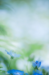 Nemophila