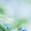 Nemophila