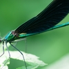 Calopteryx