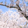 桜スナップ