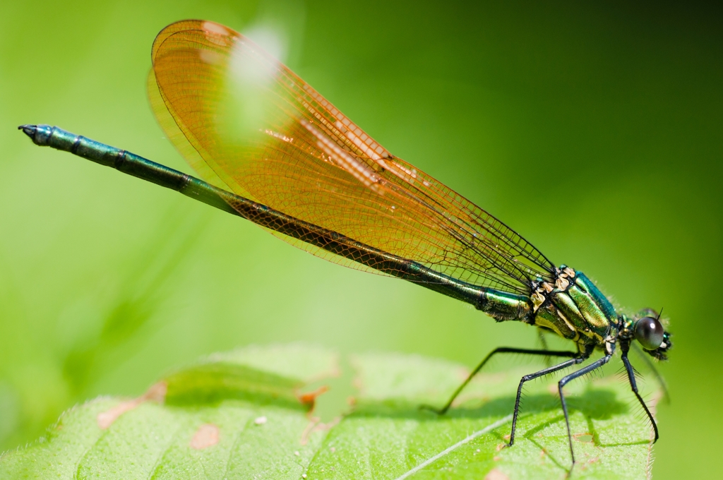 pruinosa