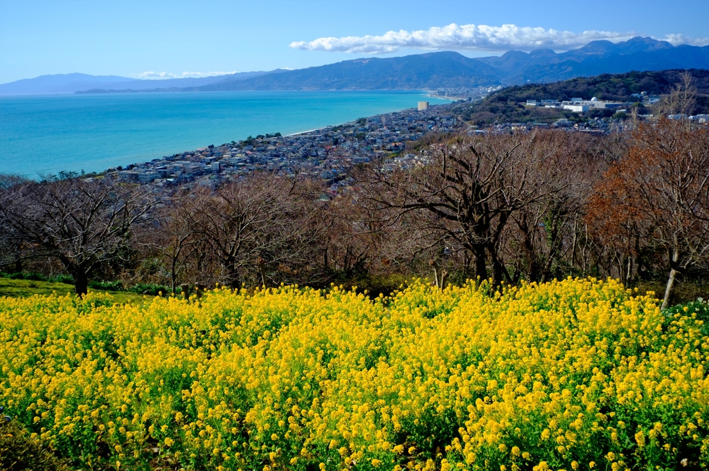 吾妻山公園