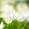 Zephyranthes