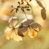 macrophylla