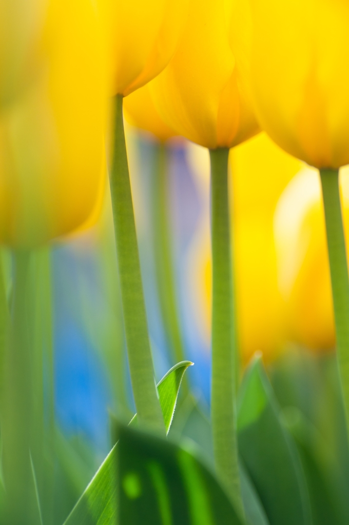 Tulipa