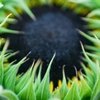 Tournesol