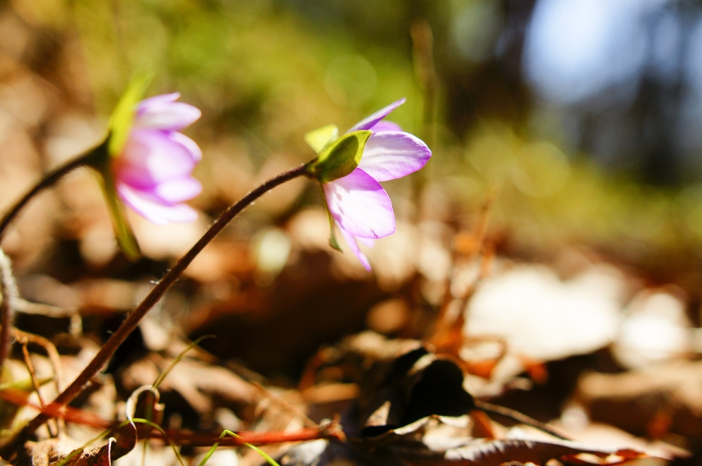 Spring ephemeral