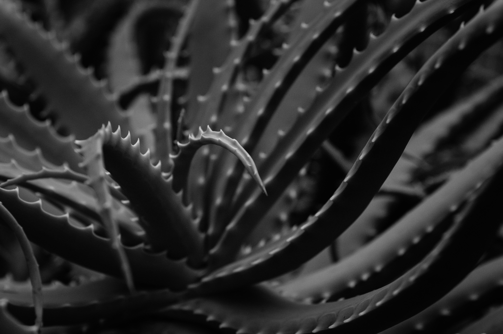 Aloe