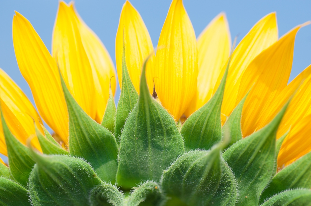 Helianthus