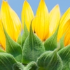 Helianthus