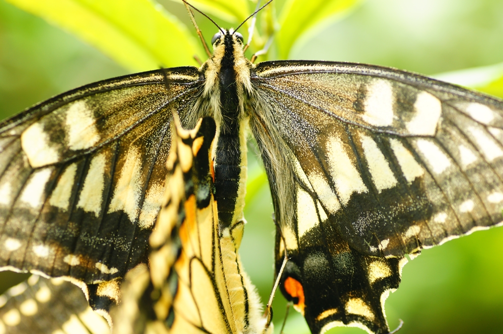 machaon