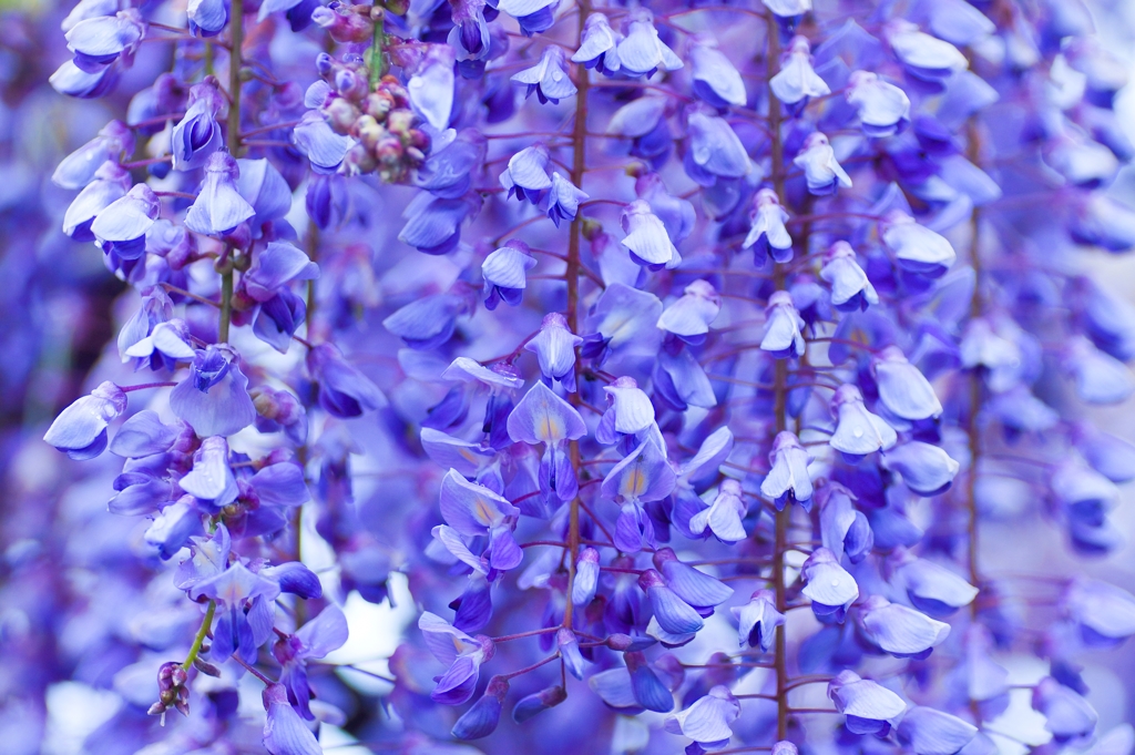 Wisteria