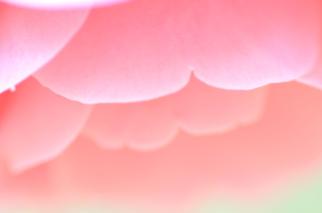 左にピントが　(^^ゞ