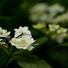 山アジサイ11