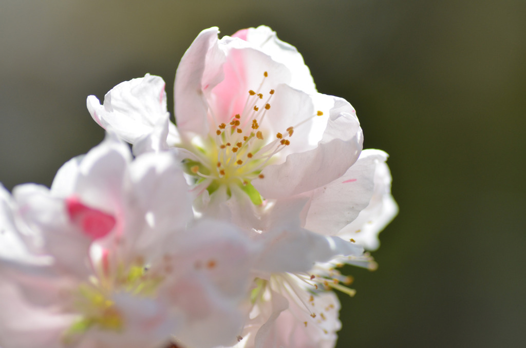 桃の花　１
