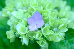 大雨のち、曇り　１