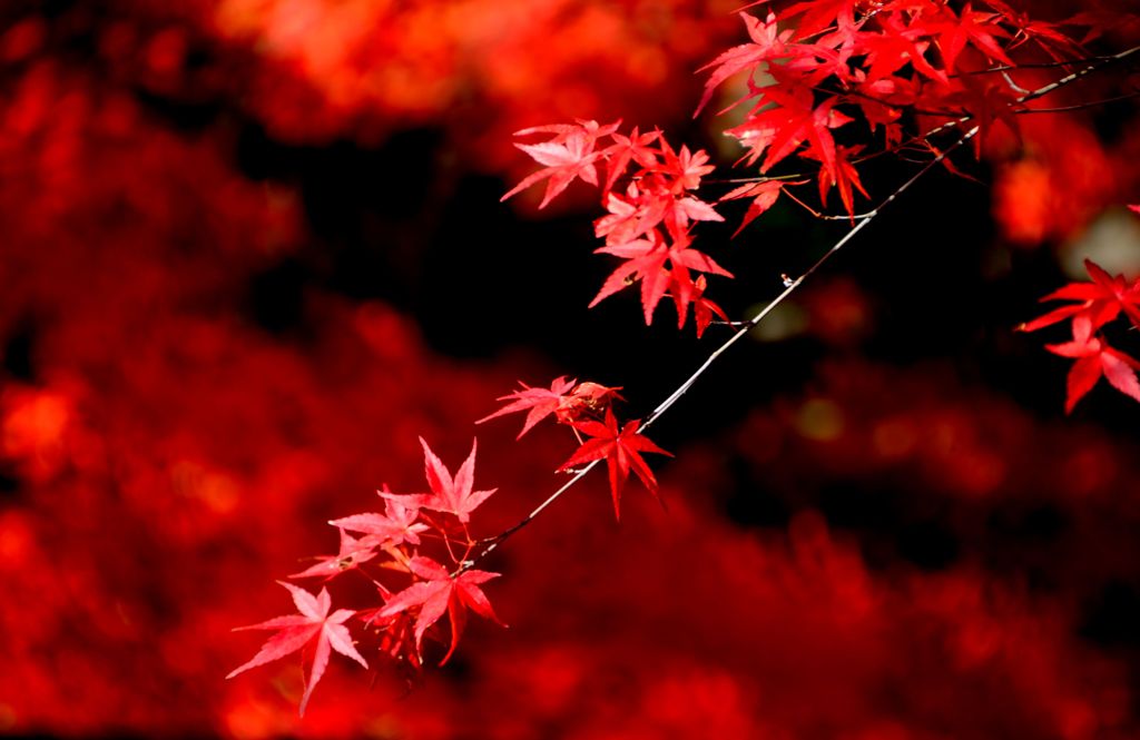 赤い流れのなかで