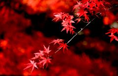 赤い流れのなかで