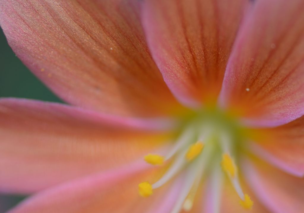 主役は花びら