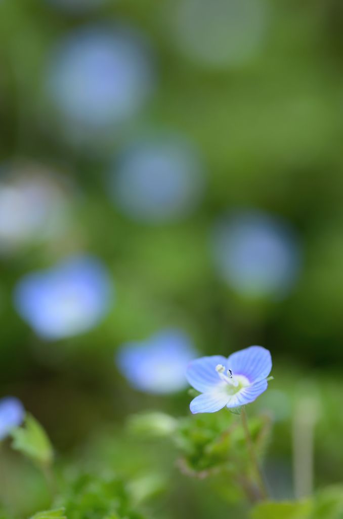 春の花祭り
