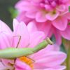 覗き見