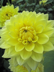 湧永庭園　ダリア