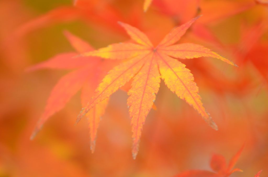 今年の紅葉１