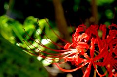 RED &GREEN 3