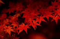 2013紅葉１