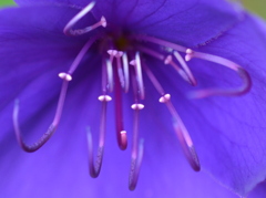 シコンノボタン