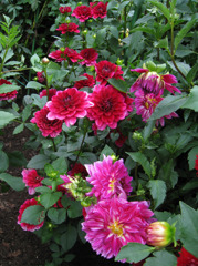 湧永庭園　ダリア