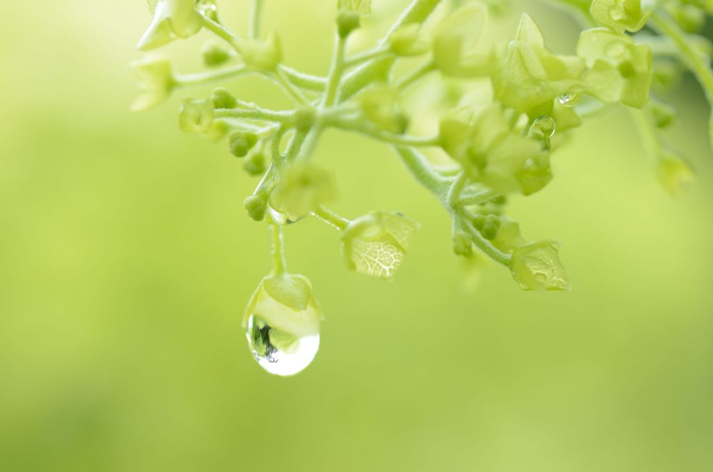 緑の雫　(Green　Ｄｒｏｐ）